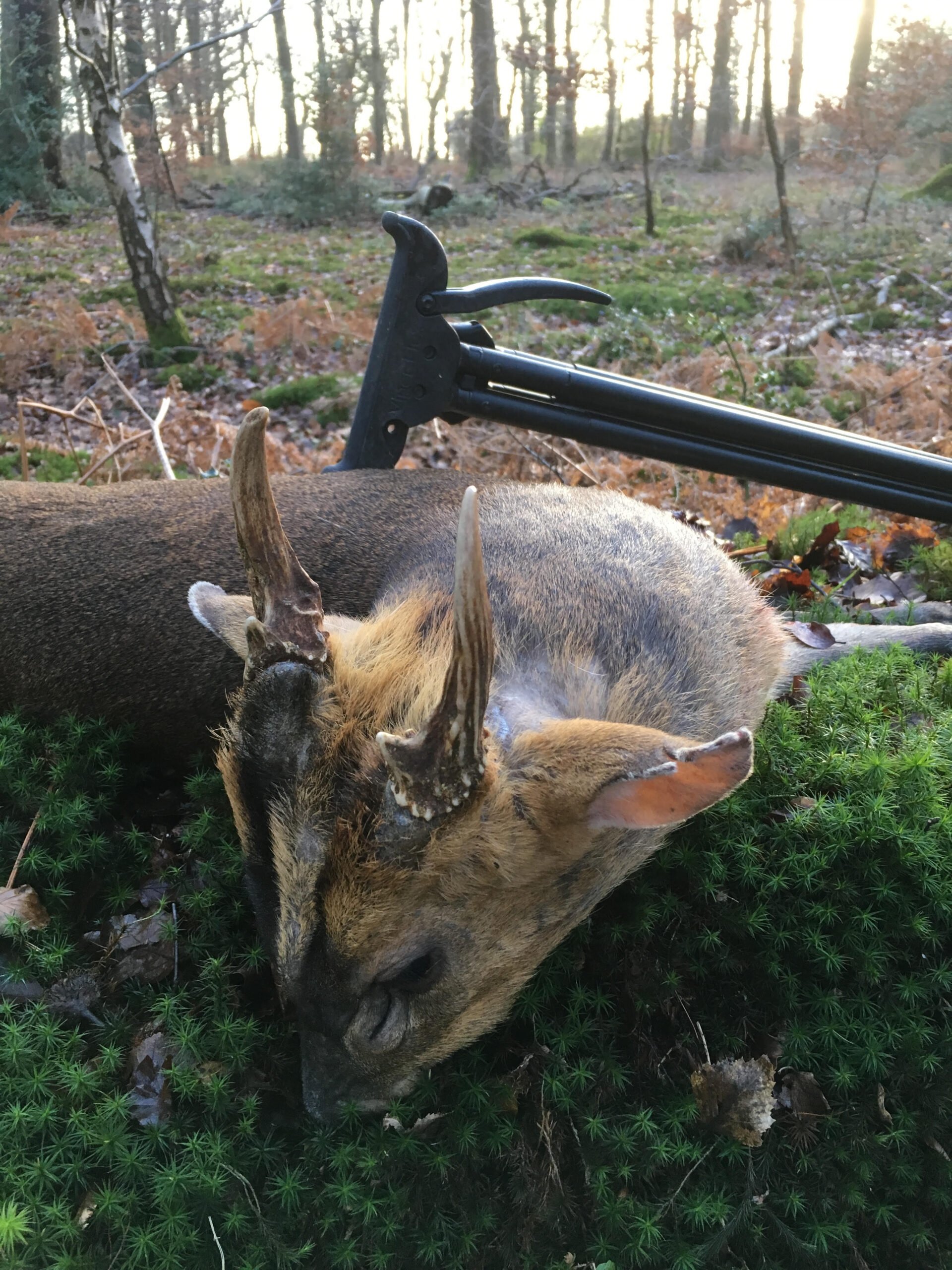 Muntjak-Pirsch in England mit vierbeinigem Pirschstock und Single-Leg-Zusatz