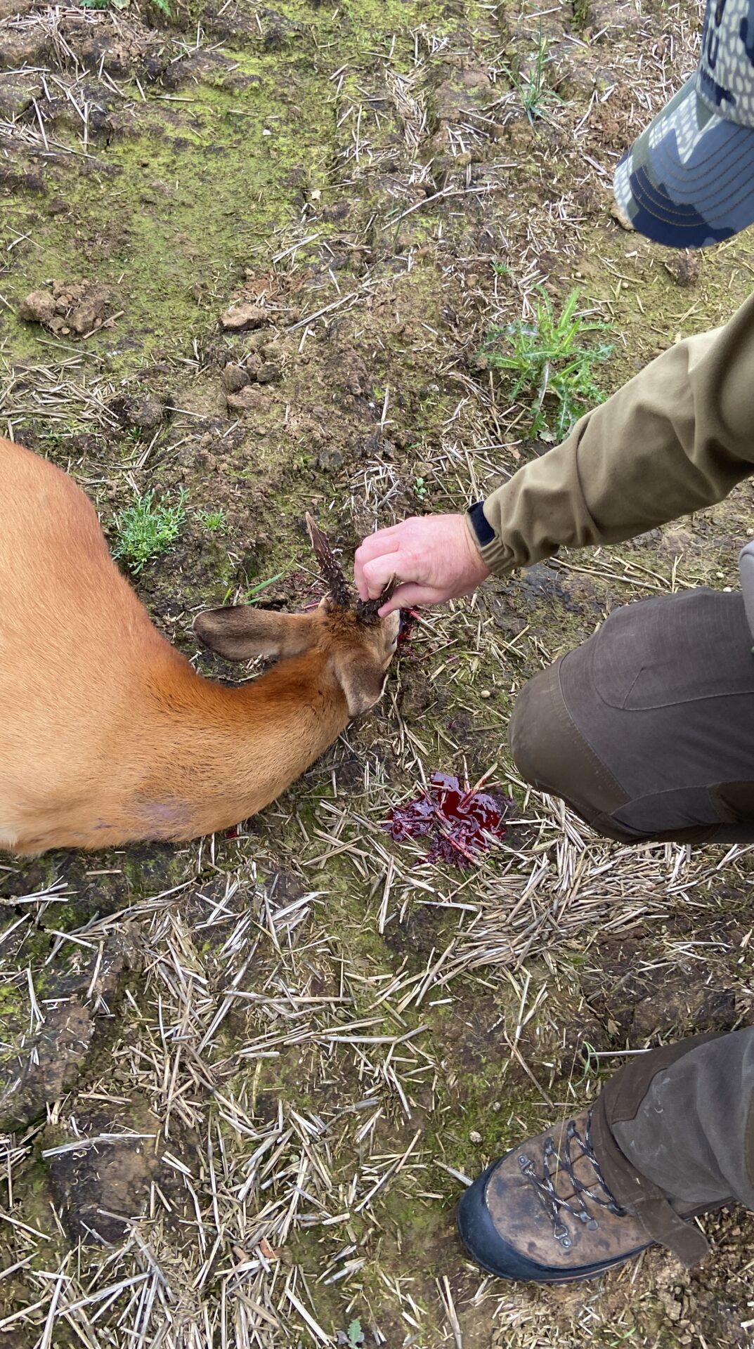 First roebuck after three years – England