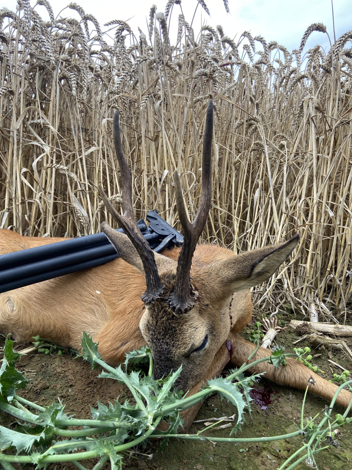 Tall-antlered second buck – England