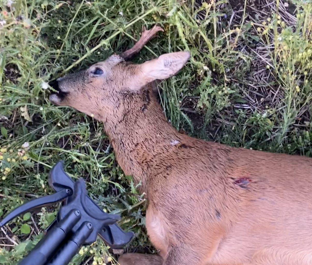 Third buck of the day – England
