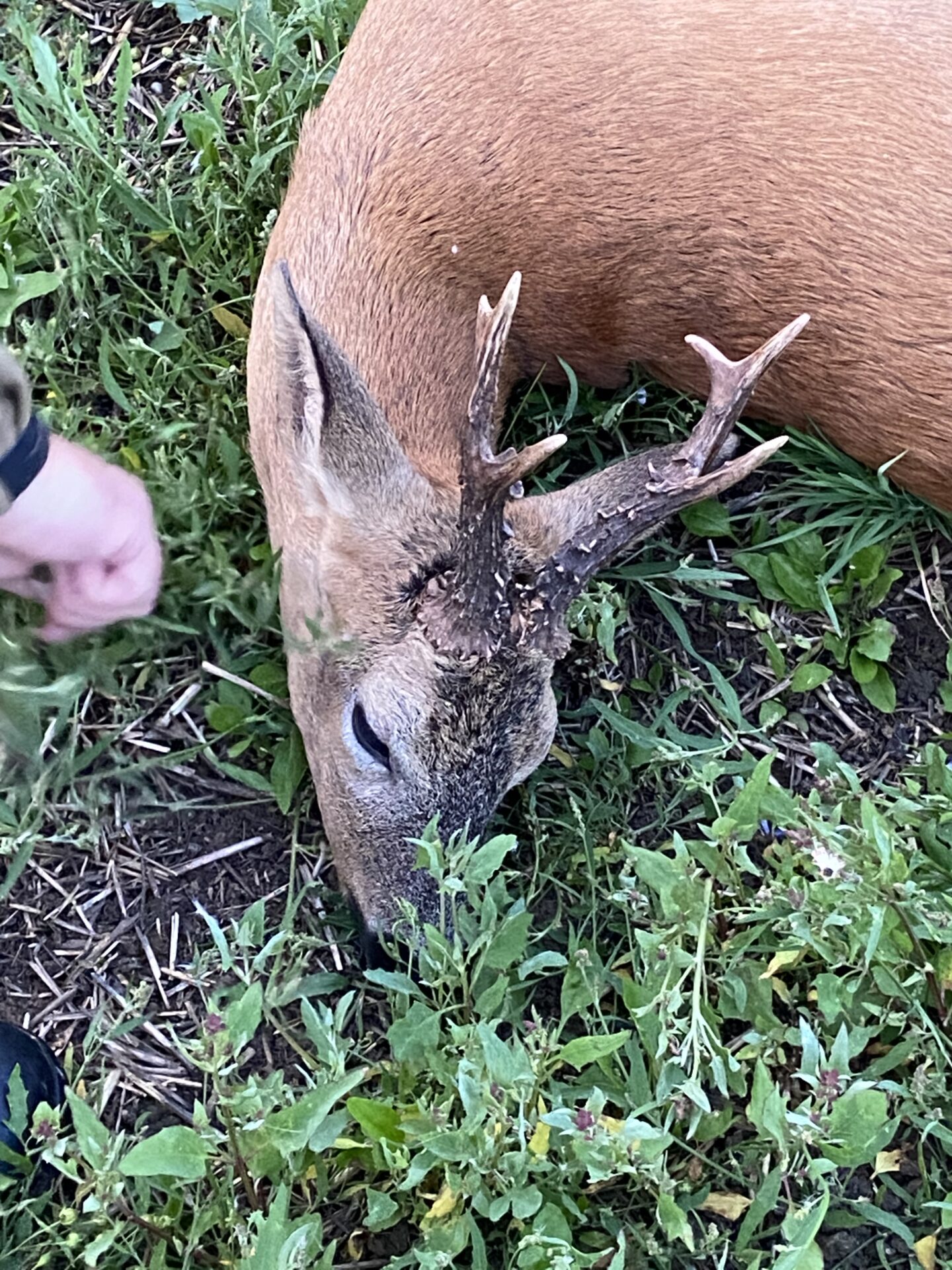 Fourth buck in one day – England
