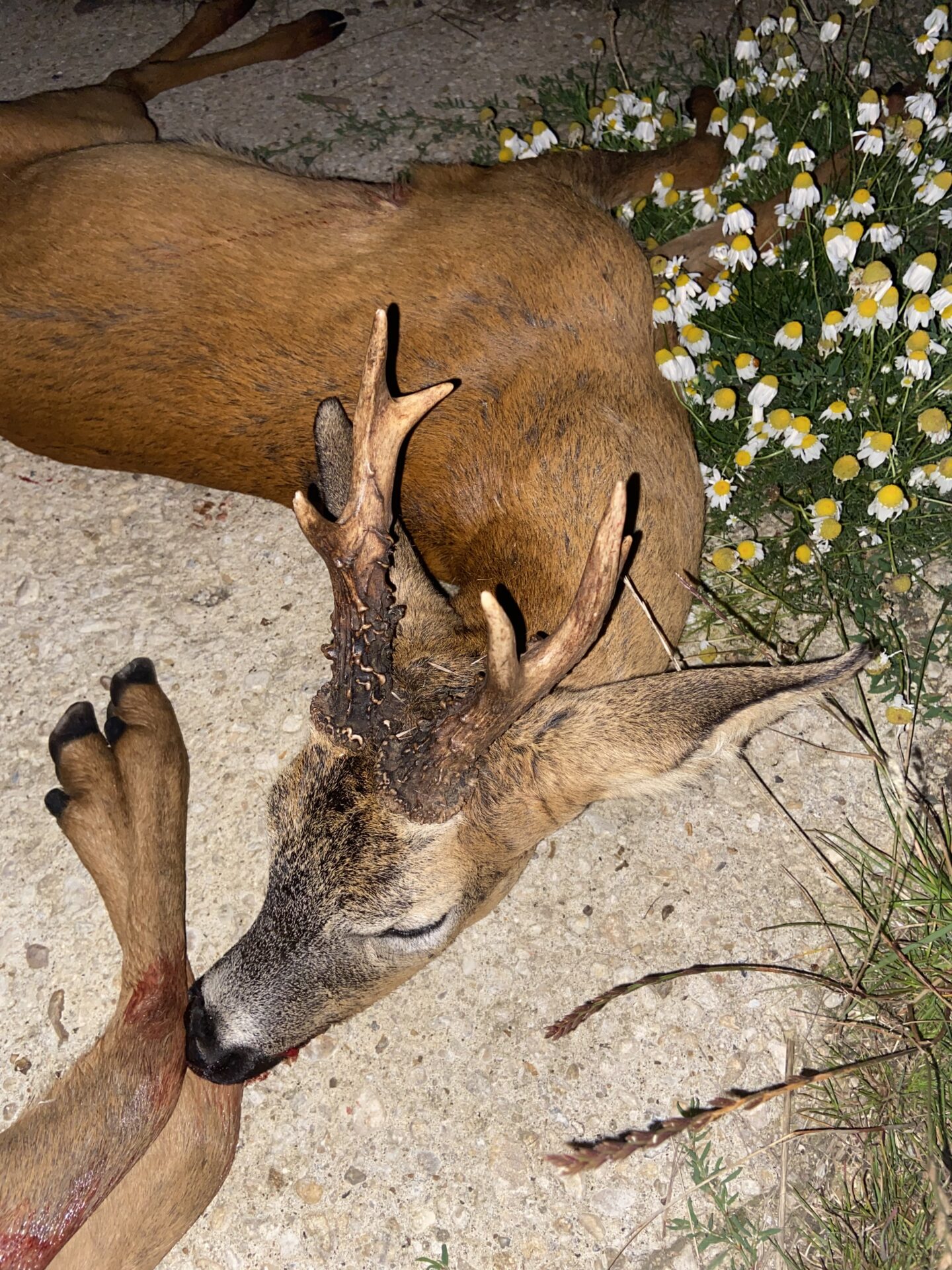 Fifth buck – five shots in one day, England