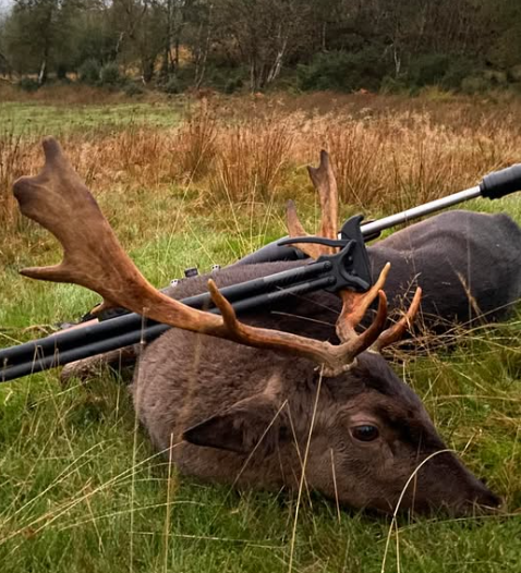 Fallow buck taken with Viper-Flex shooting sticks — County Mayo, Ireland